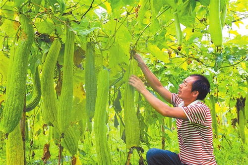 贛鄱大地慶豐年 江西油料及農副產品喜獲豐收，收購市場紅火