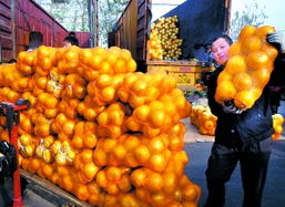 農(nóng)副產(chǎn)品購(gòu)銷(xiāo)兩旺，油料市場(chǎng)引領(lǐng)收購(gòu)熱潮