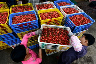 廣西百色 西紅柿銷(xiāo)售紅火 油料及農(nóng)副產(chǎn)品收購(gòu)繁榮